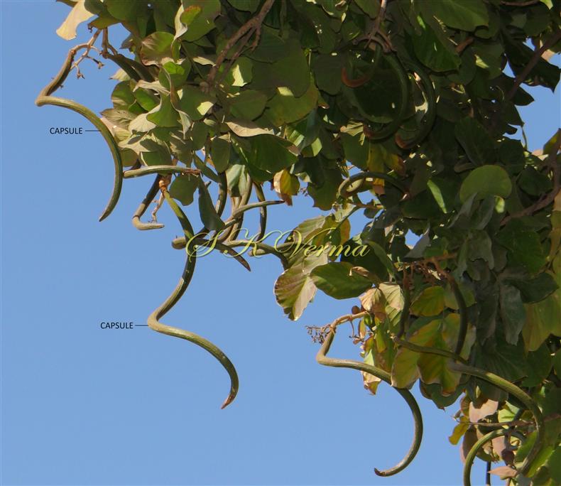  Fruits